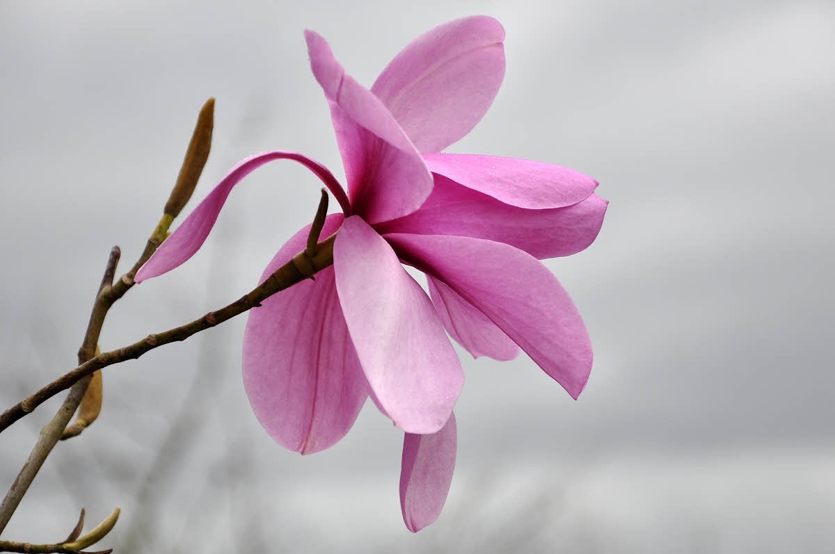 magnolia sargentiana var robusta